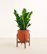 Load image into Gallery viewer, Earth Red stand:walnut