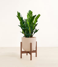 Load image into Gallery viewer, Sandy Pink stand:walnut