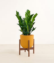Load image into Gallery viewer, Sunset Orange stand:walnut