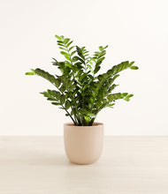 Load image into Gallery viewer, Desert Brown*****Profile