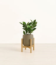 Load image into Gallery viewer, ZZ Plant
