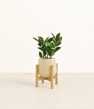 Load image into Gallery viewer, ZZ Plant
