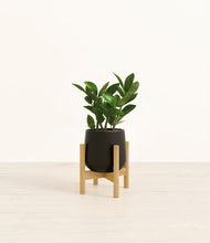Load image into Gallery viewer, ZZ Plant