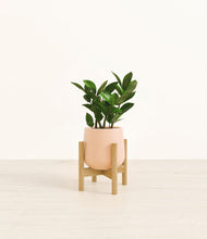 Load image into Gallery viewer, ZZ Plant