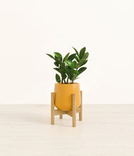 Load image into Gallery viewer, ZZ Plant