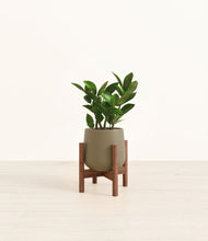 Load image into Gallery viewer, ZZ Plant