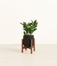 Load image into Gallery viewer, ZZ Plant