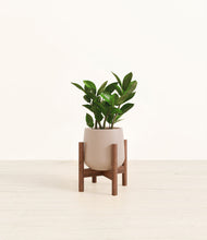 Load image into Gallery viewer, ZZ Plant