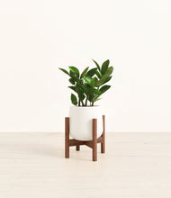 Load image into Gallery viewer, ZZ Plant