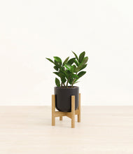 Load image into Gallery viewer, ZZ Plant