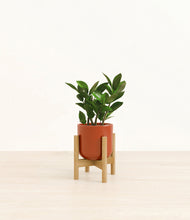Load image into Gallery viewer, ZZ Plant