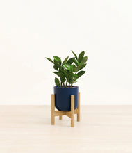 Load image into Gallery viewer, ZZ Plant