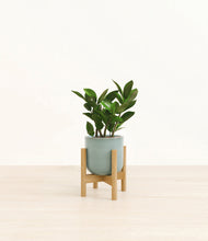 Load image into Gallery viewer, ZZ Plant