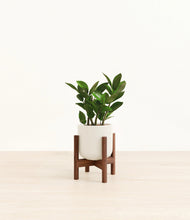 Load image into Gallery viewer, ZZ Plant