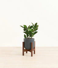 Load image into Gallery viewer, ZZ Plant