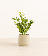 Load image into Gallery viewer, Almond Green*****Profile