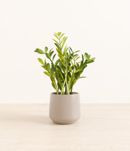 Load image into Gallery viewer, Eternal Gray*****Profile