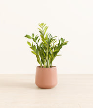 Load image into Gallery viewer, Calm Rose*****Profile