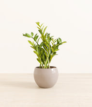 Load image into Gallery viewer, Desert Brown*****Profile