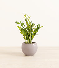 Load image into Gallery viewer, Winter Clouds*****Profile