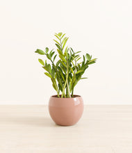 Load image into Gallery viewer, Calm Rose*****Profile