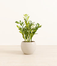 Load image into Gallery viewer, Shiny EggWhite*****Profile