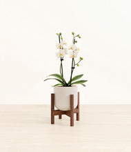 Load image into Gallery viewer, Snowdrift White stand:walnut