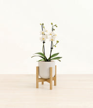 Load image into Gallery viewer, Snowdrift White stand:bamboo