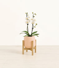 Load image into Gallery viewer, Gentle Pink stand:bamboo