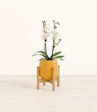 Load image into Gallery viewer, Mustard stand:bamboo