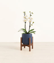 Load image into Gallery viewer, Deep Navy stand:walnut