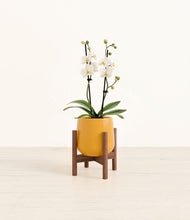 Load image into Gallery viewer, Mustard stand:walnut