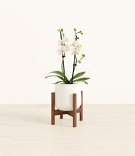 Load image into Gallery viewer, White stand:walnut