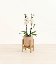 Load image into Gallery viewer, Glossy Pink stand:bamboo