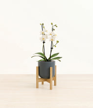 Load image into Gallery viewer, Iron Gray stand:bamboo