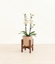 Load image into Gallery viewer, Glossy Pink stand:walnut