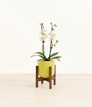 Load image into Gallery viewer, Key Lime Yellow stand:walnut