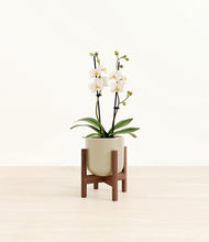 Load image into Gallery viewer, Sage Green stand:walnut