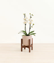 Load image into Gallery viewer, Sandy Pink stand:walnut