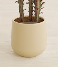 Lade das Bild in den Galerie-Viewer, Almond Green stand:all