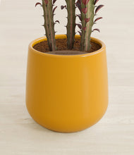 Lade das Bild in den Galerie-Viewer, Mustard stand:all