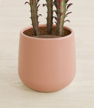 Lade das Bild in den Galerie-Viewer, Calm Rose stand:all