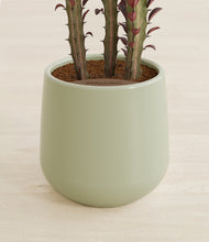 Lade das Bild in den Galerie-Viewer, Turquoise stand:all