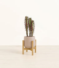 Lade das Bild in den Galerie-Viewer, Eternal Gray stand:bamboo