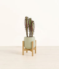 Lade das Bild in den Galerie-Viewer, Turquoise stand:bamboo