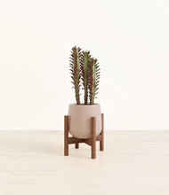 Lade das Bild in den Galerie-Viewer, Eternal Gray stand:walnut