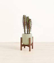 Lade das Bild in den Galerie-Viewer, Turquoise stand:walnut