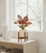 Load image into Gallery viewer, Almond Green stand:walnut