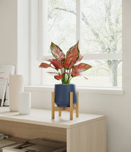 Load image into Gallery viewer, Deep Navy stand:bamboo