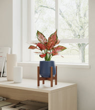 Load image into Gallery viewer, Deep Navy stand:walnut